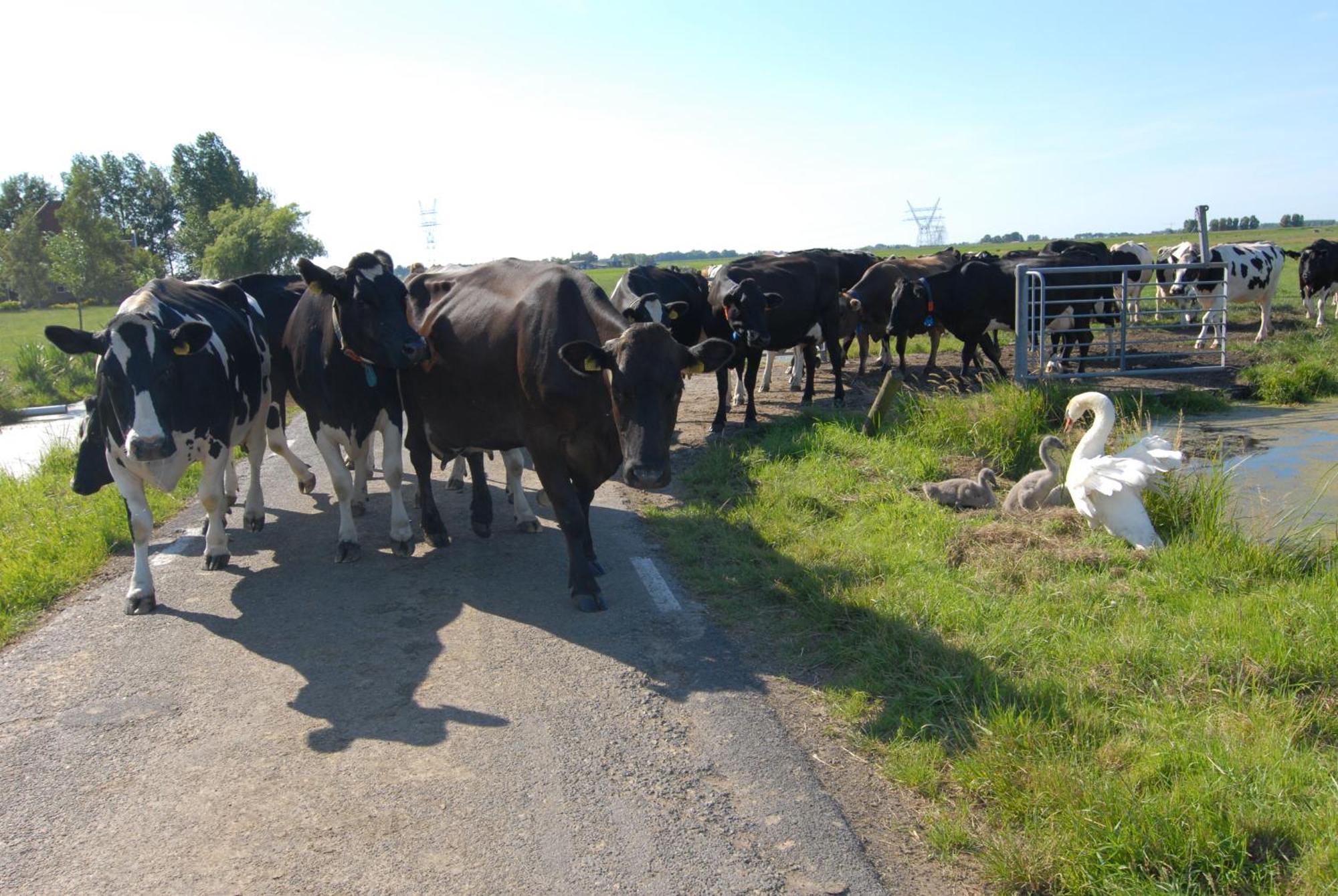 Farm Overleekerhoeve Monnickendam Bagian luar foto